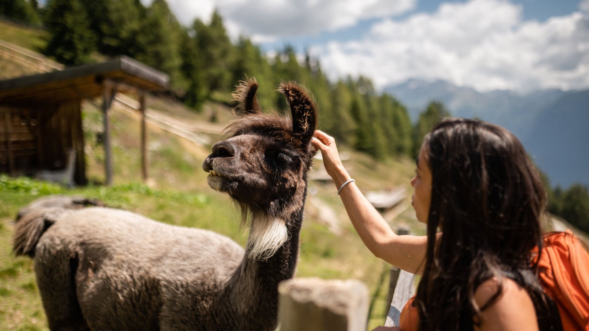 Passeggiate a Vipiteno e dintorni Donna accarezza un lama su un prato verde con montagne sullo sfondo