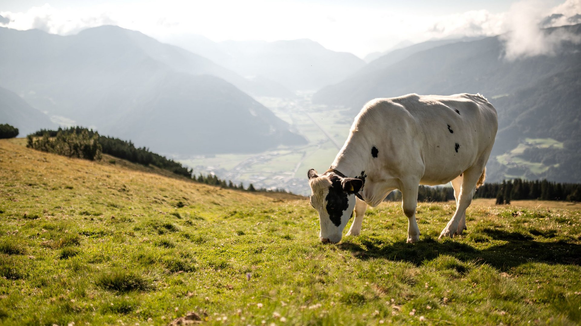 Escursioni sul Monte Cavallo e tanto altro Mucca che pascola su un prato di montagna con vallata e montagne sullo sfondo